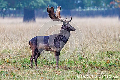 Melanistic Fallow Deer Buck - Dama dama. Stock Photo